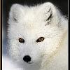 WhiteFox